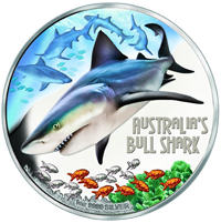 Australia-Bull-Shark
